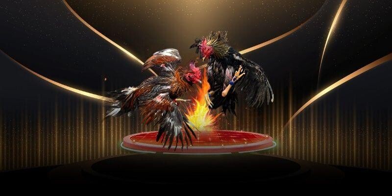 Đá gà cựa sắt được hiểu như thế nào?