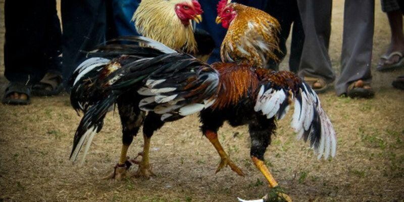 Đá Gà Cựa Sắt - Máu Lửa, Kịch Tính Từng Giây Tại 12BET