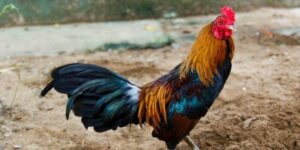 Đá Gà Tre - Hiểu Rõ Luật Chơi Và Cách Đánh Cơ Bản Nhất