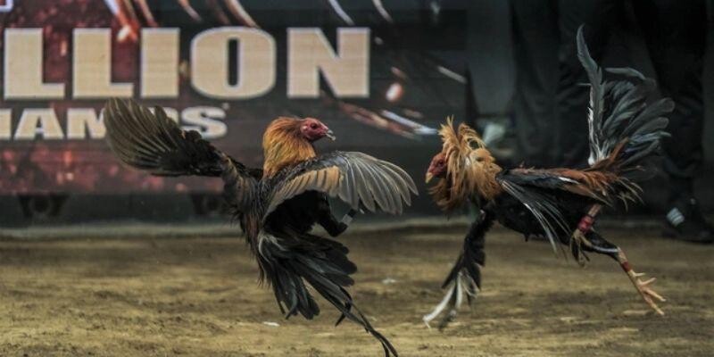 Giới thiệu về sảnh đá gà Ws168 Giới thiệu về sảnh đá gà Ws168