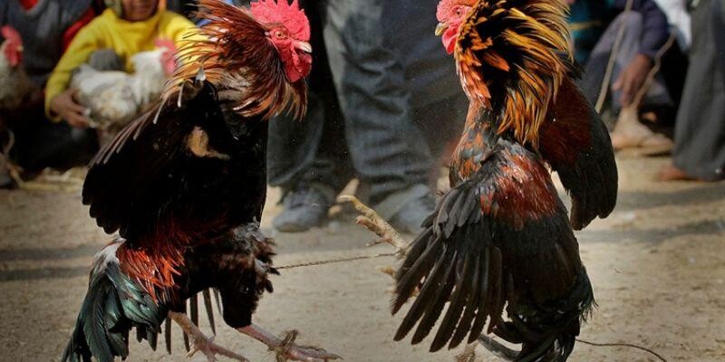 Kèo Meron Wala phổ biến nhất trong sảnh đá gà Kèo Meron Wala phổ biến nhất trong sảnh đá gà