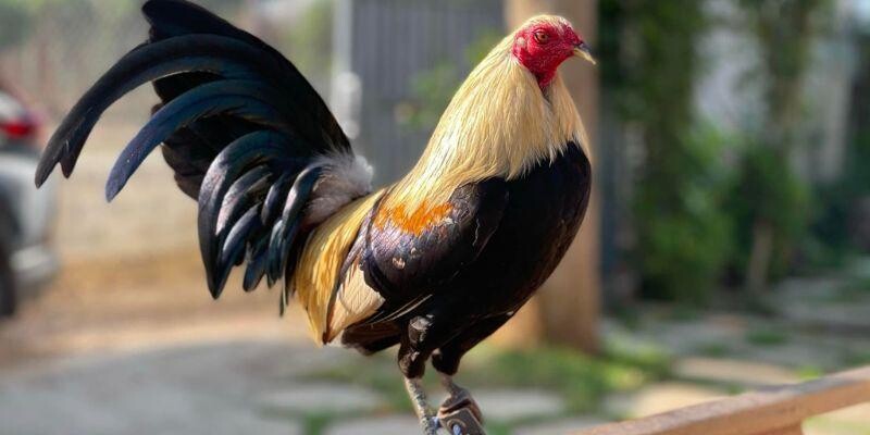 Khái quát chung về hình thức đá gà tre Khái quát chung về hình thức đá gà tre