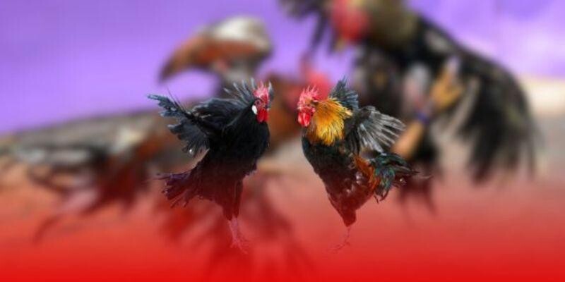 Người chơi có thể xem trực tiếp