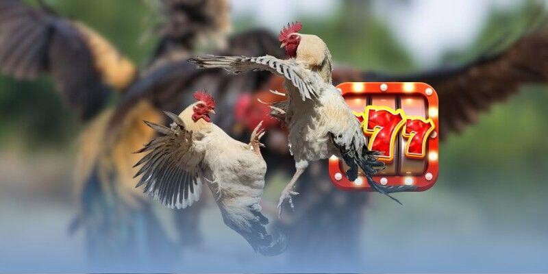 Tỷ lệ kèo rõ ràng trả thưởng siêu nhanh chóng