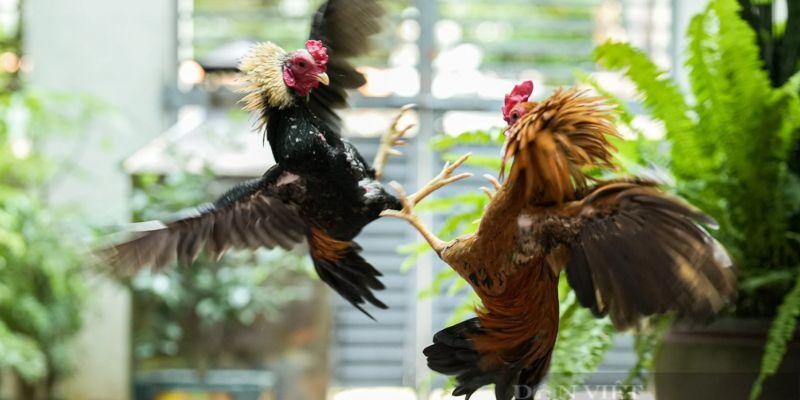 Xoay quanh các cửa cược trong chọi gà tre Xoay quanh các cửa cược trong chọi gà tre